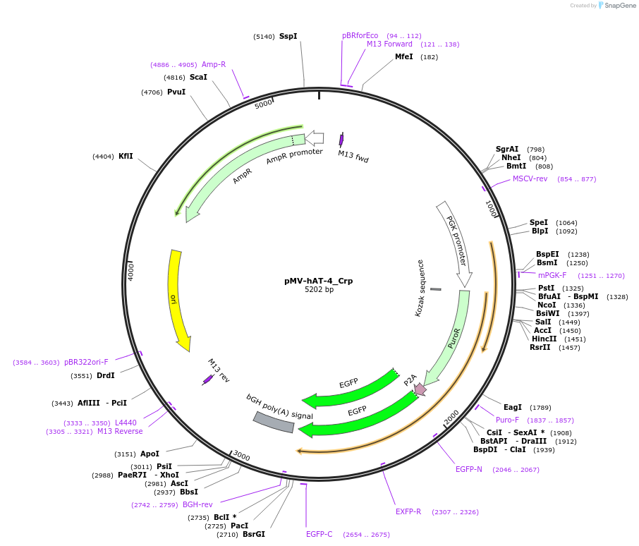 217097-plasmid-map-sequence-id-443302
