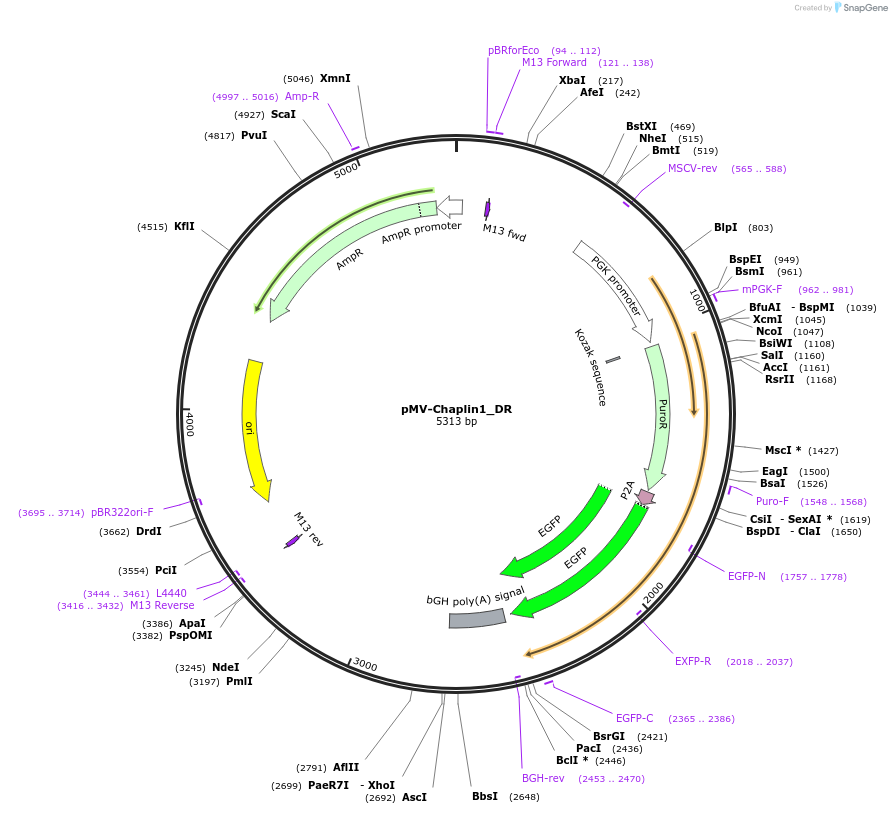 217040-plasmid-map-sequence-id-443303