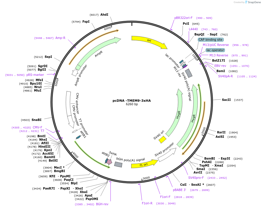 225508-plasmid-map-sequence-id-443321