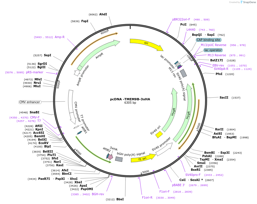 225509-plasmid-map-sequence-id-443322