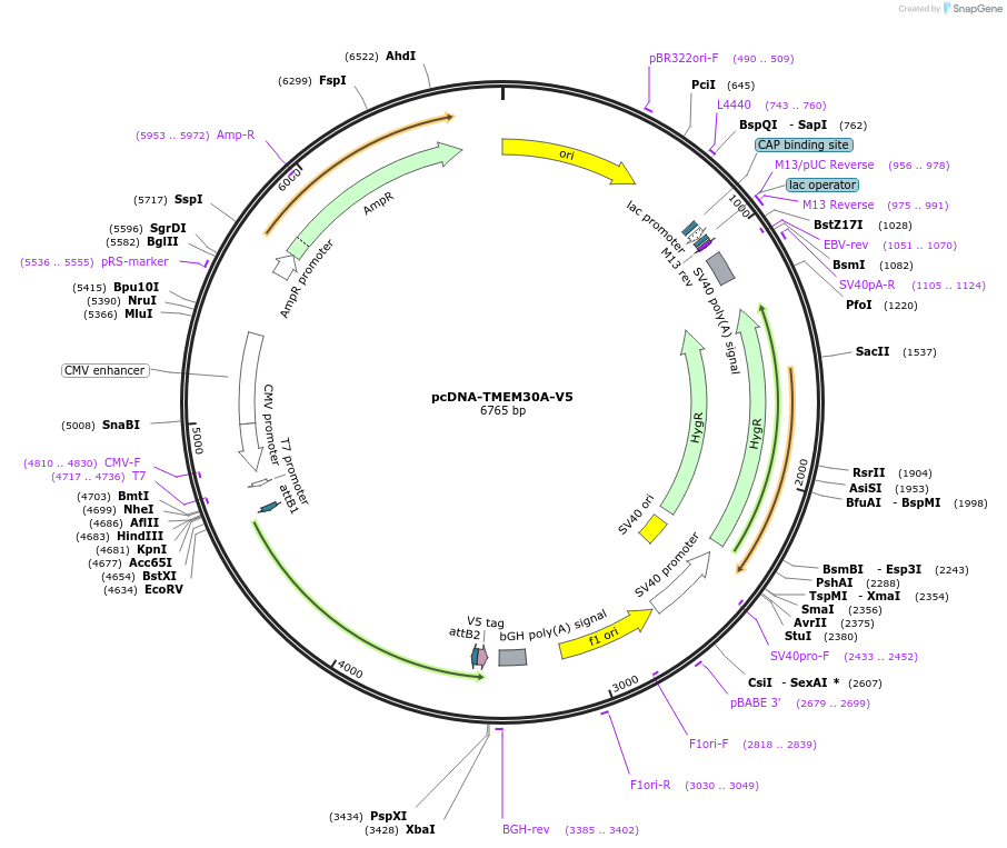 225510-plasmid-map-sequence-id-443323