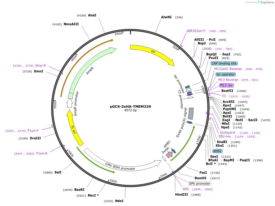 225512-plasmid-map-sequence-id-443325