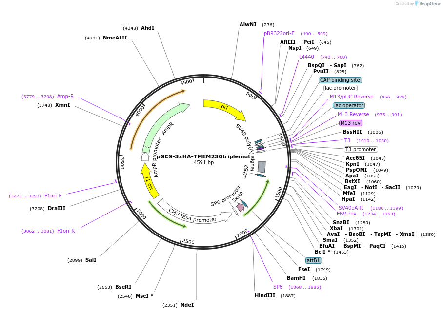 225513-plasmid-map-sequence-id-443326