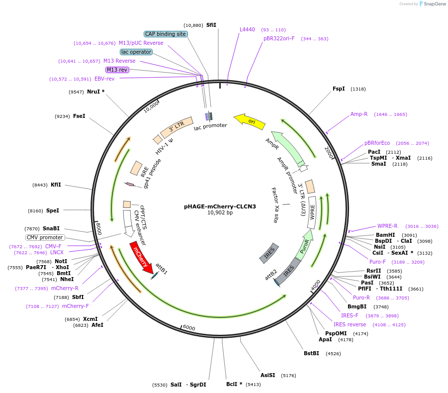 225514-plasmid-map-sequence-id-443327