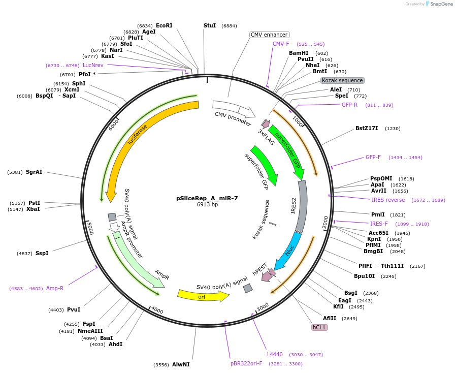 220464-plasmid-map-sequence-id-443337