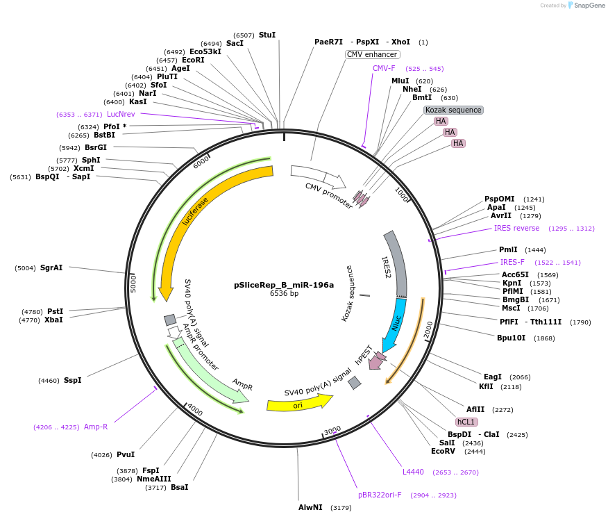 220470-plasmid-map-sequence-id-443339