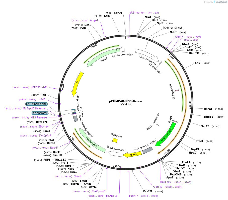 223528-plasmid-map-sequence-id-443349