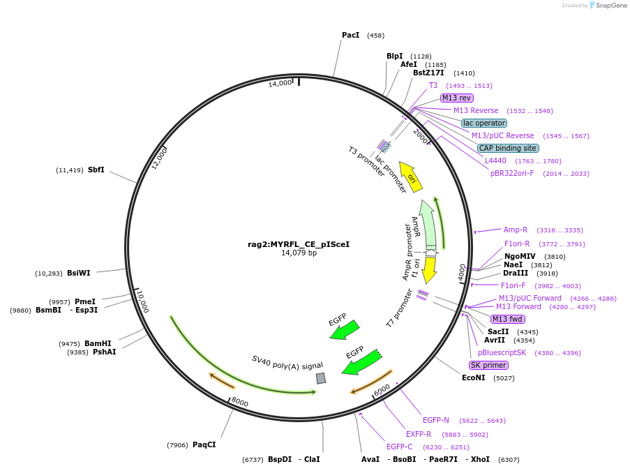 223045-plasmid-map-sequence-id-443357