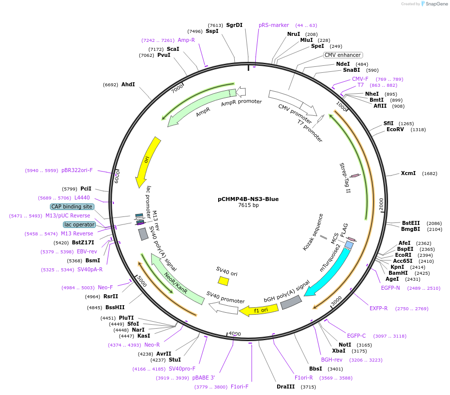 223534-plasmid-map-sequence-id-443365