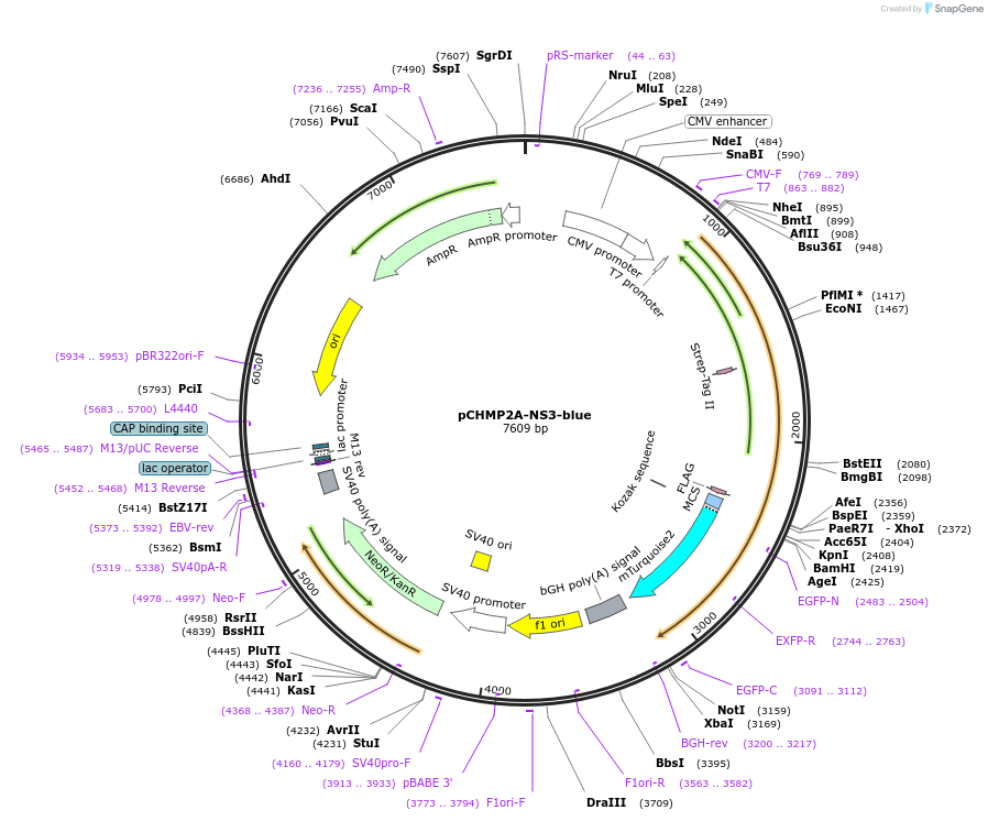 223532-plasmid-map-sequence-id-443384
