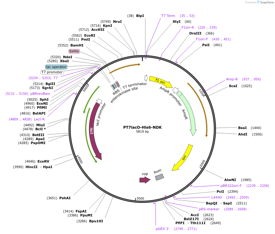 224376-plasmid-map-sequence-id-443386
