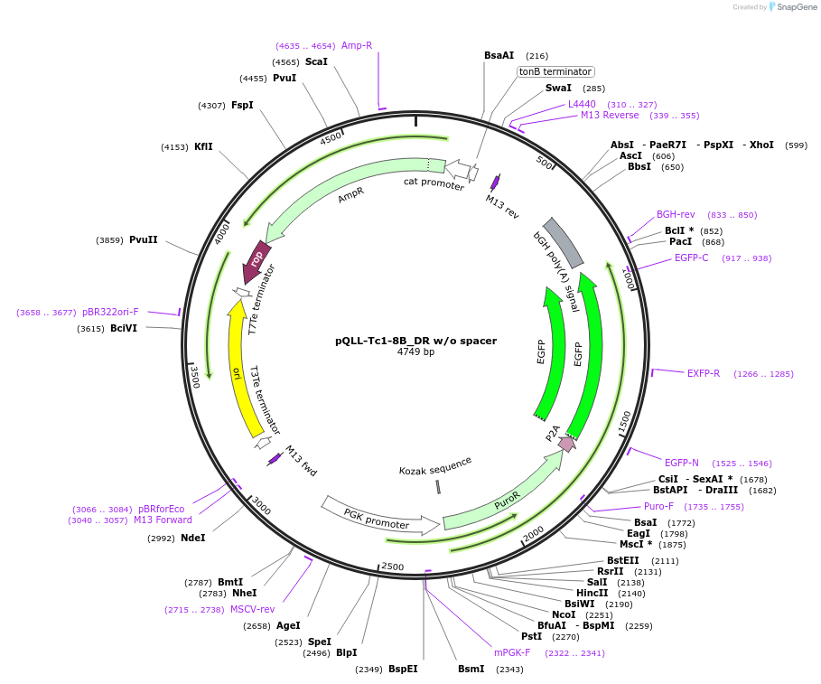 218295-plasmid-map-sequence-id-443393