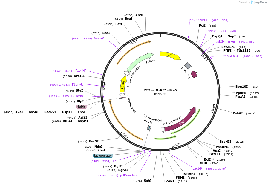 224372-plasmid-map-sequence-id-443394