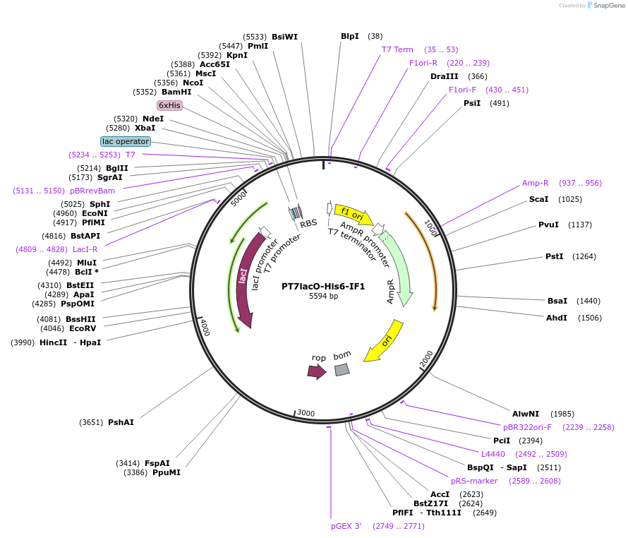 224366-plasmid-map-sequence-id-443395
