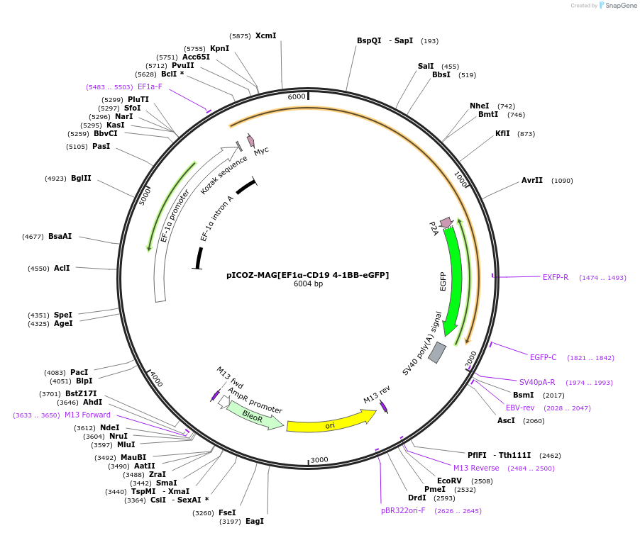 218344-plasmid-map-sequence-id-443396