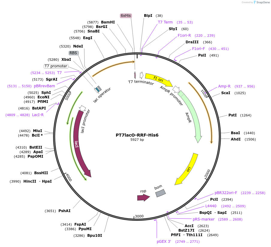 224374-plasmid-map-sequence-id-443398