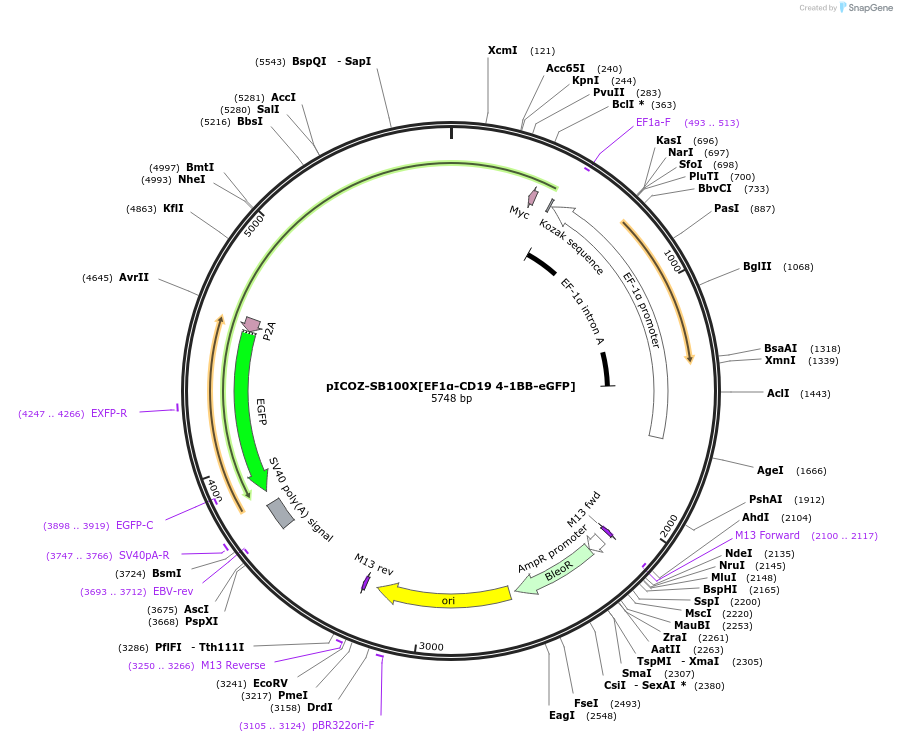 218343-plasmid-map-sequence-id-443401