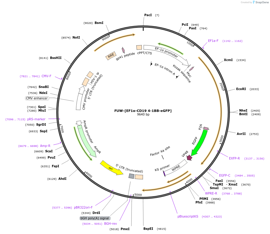 218342-plasmid-map-sequence-id-443403