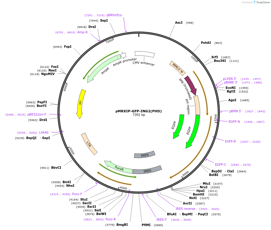 221751-plasmid-map-sequence-id-443423