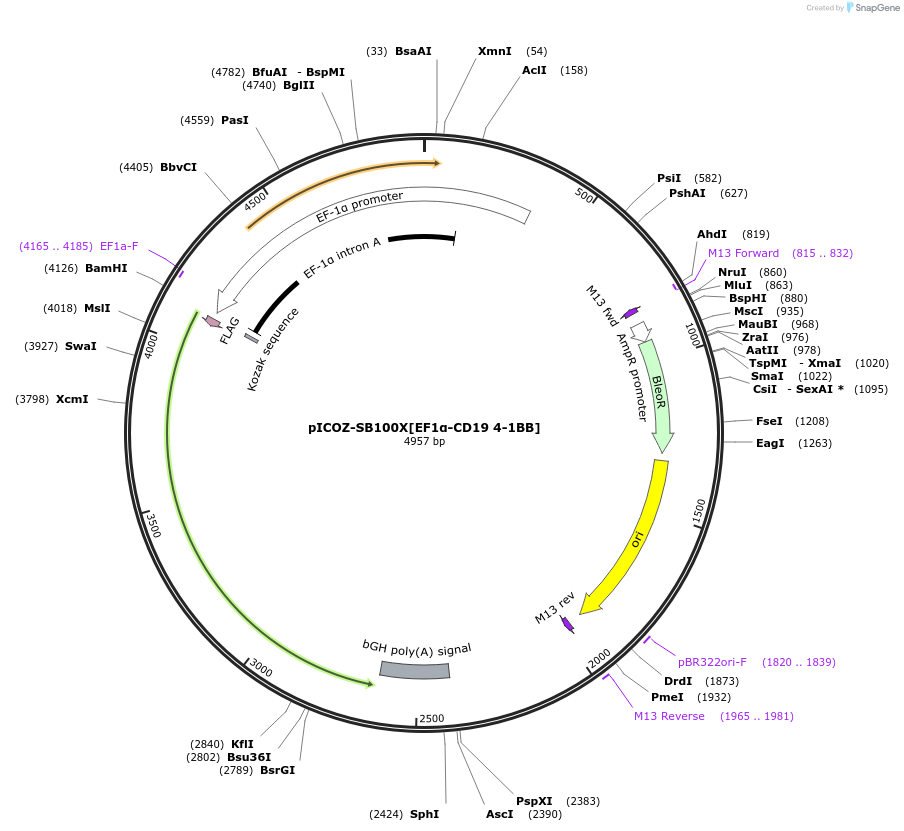 218328-plasmid-map-sequence-id-443424