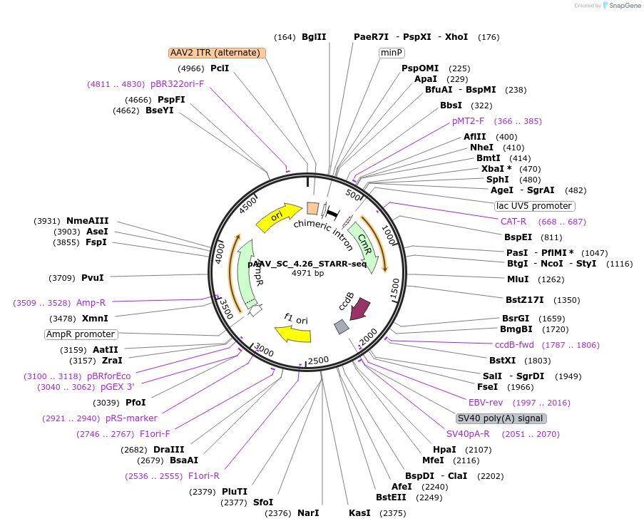 220220-plasmid-map-sequence-id-443425