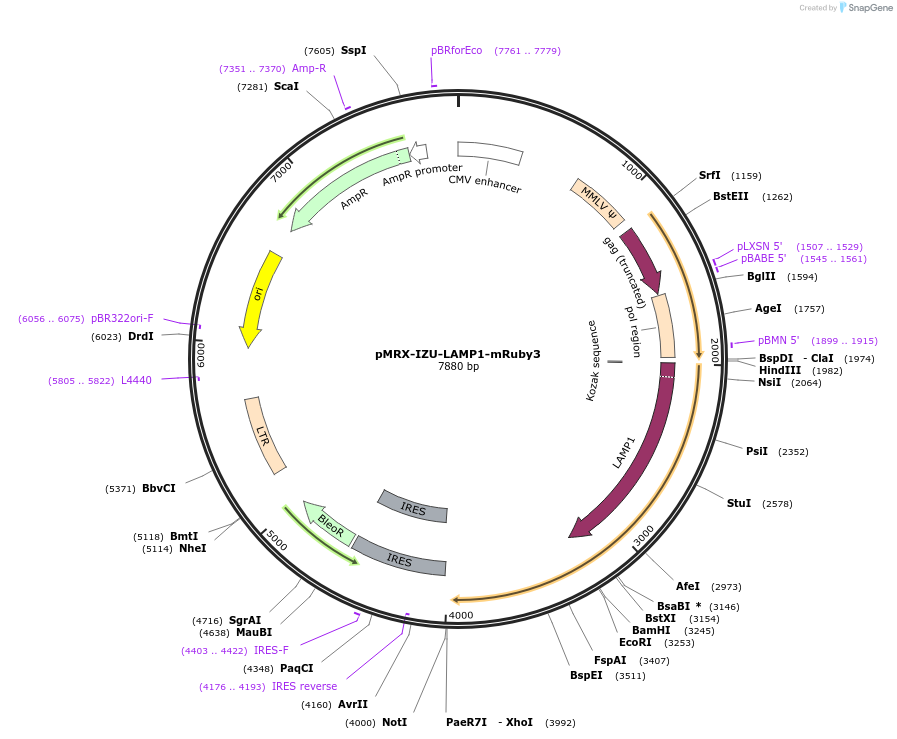 222586-plasmid-map-sequence-id-443442