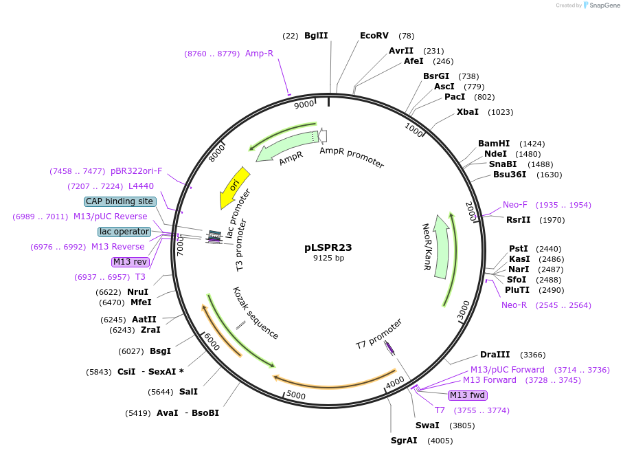 217308-plasmid-map-sequence-id-443444