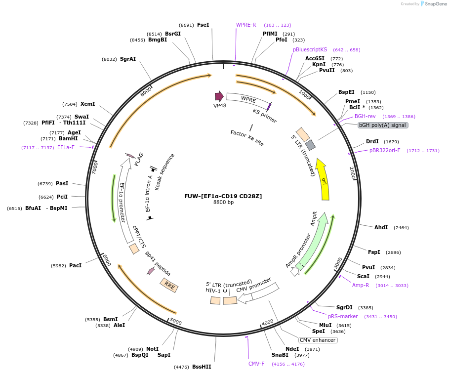 218338-plasmid-map-sequence-id-443477
