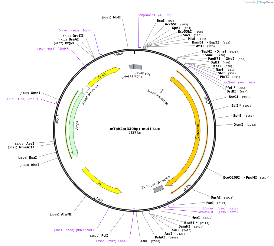 223664-plasmid-map-sequence-id-443482
