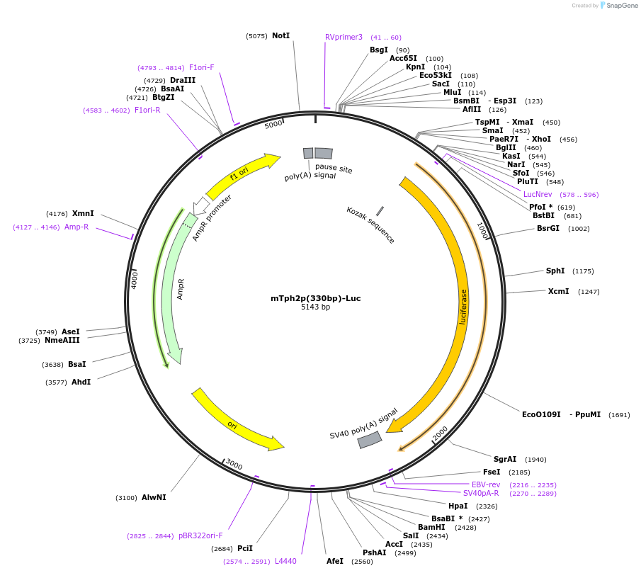 223663-plasmid-map-sequence-id-443486