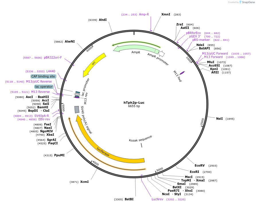 223526-plasmid-map-sequence-id-443488
