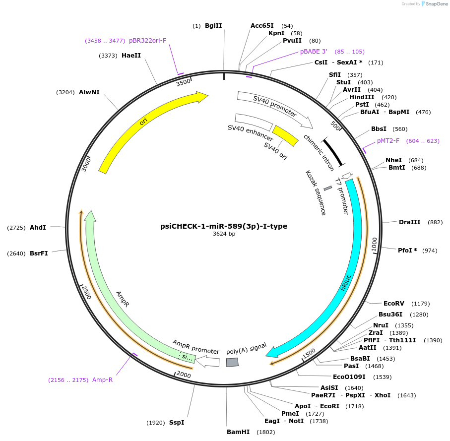 215885-plasmid-map-sequence-id-443505