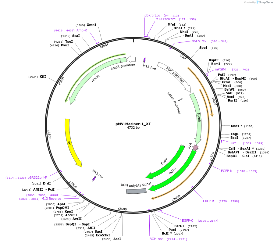 217066-plasmid-map-sequence-id-443533