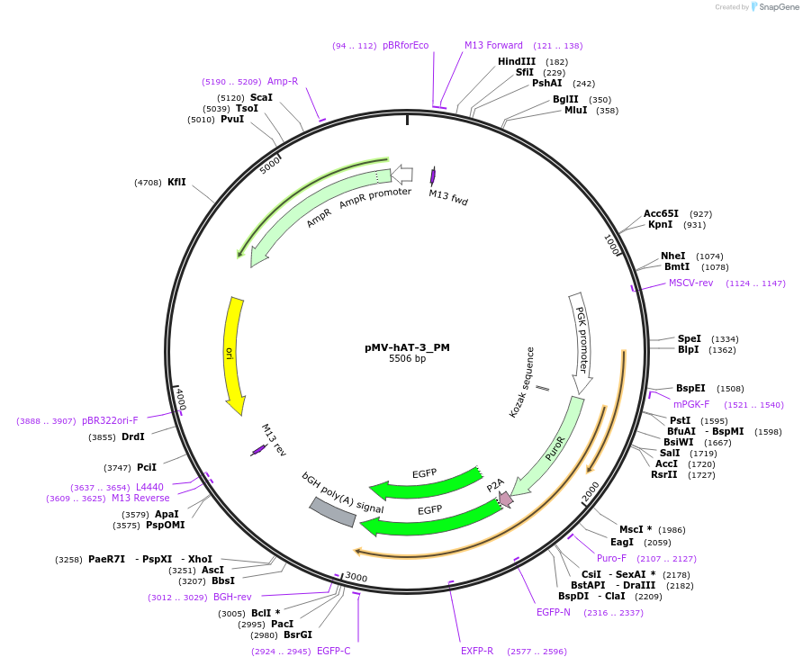 217069-plasmid-map-sequence-id-443534