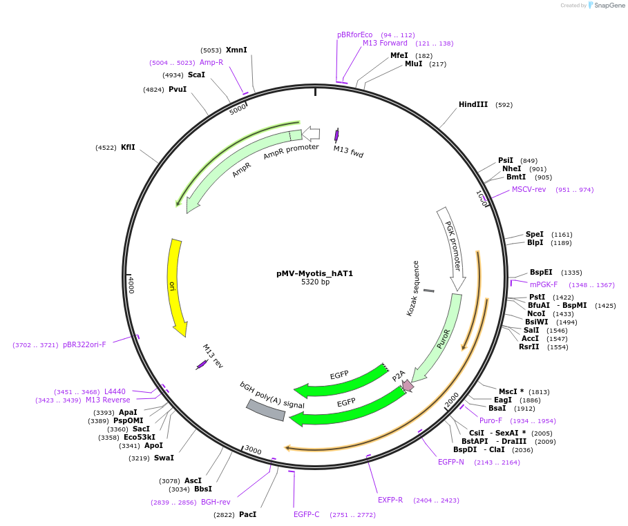 217074-plasmid-map-sequence-id-443537