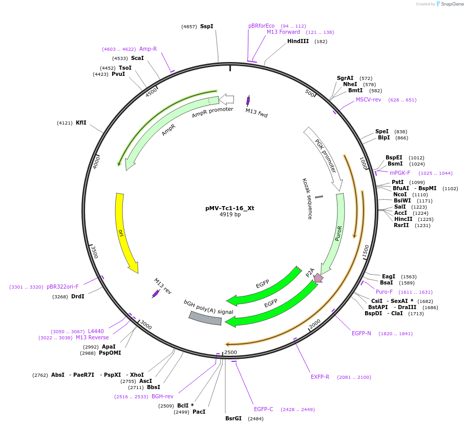 217080-plasmid-map-sequence-id-443541