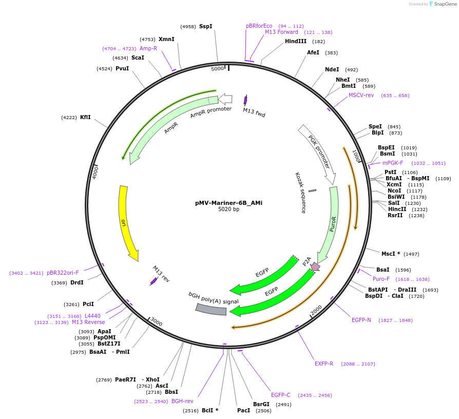 217086-plasmid-map-sequence-id-443543