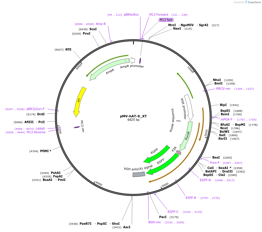 217088-plasmid-map-sequence-id-443544