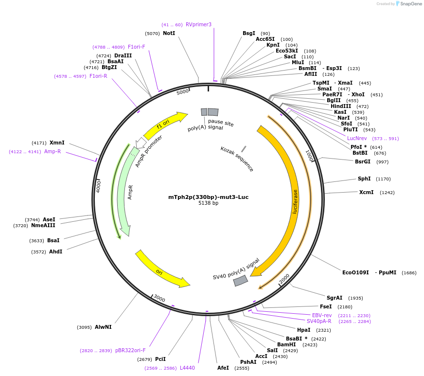 223666-plasmid-map-sequence-id-443556