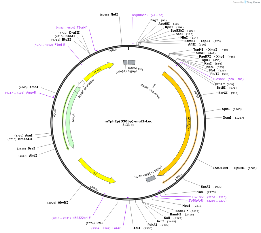 223665-plasmid-map-sequence-id-443557