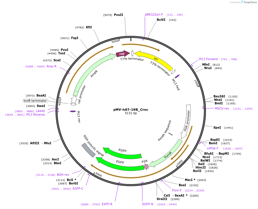 217270-plasmid-map-sequence-id-443564