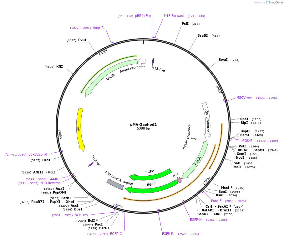 217286-plasmid-map-sequence-id-443565