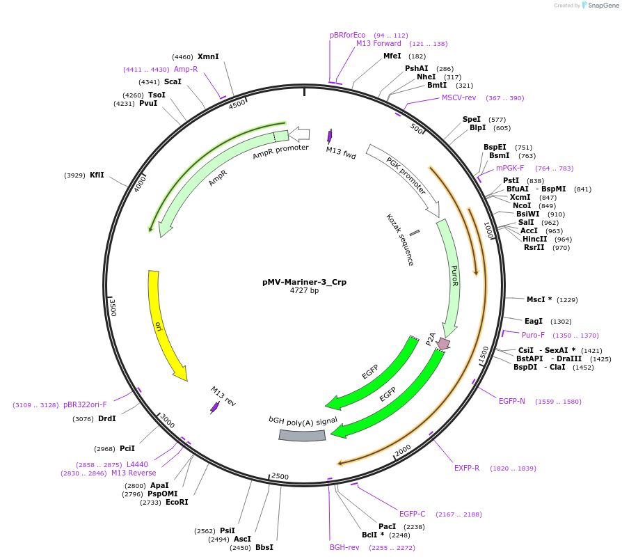 217239-plasmid-map-sequence-id-443566