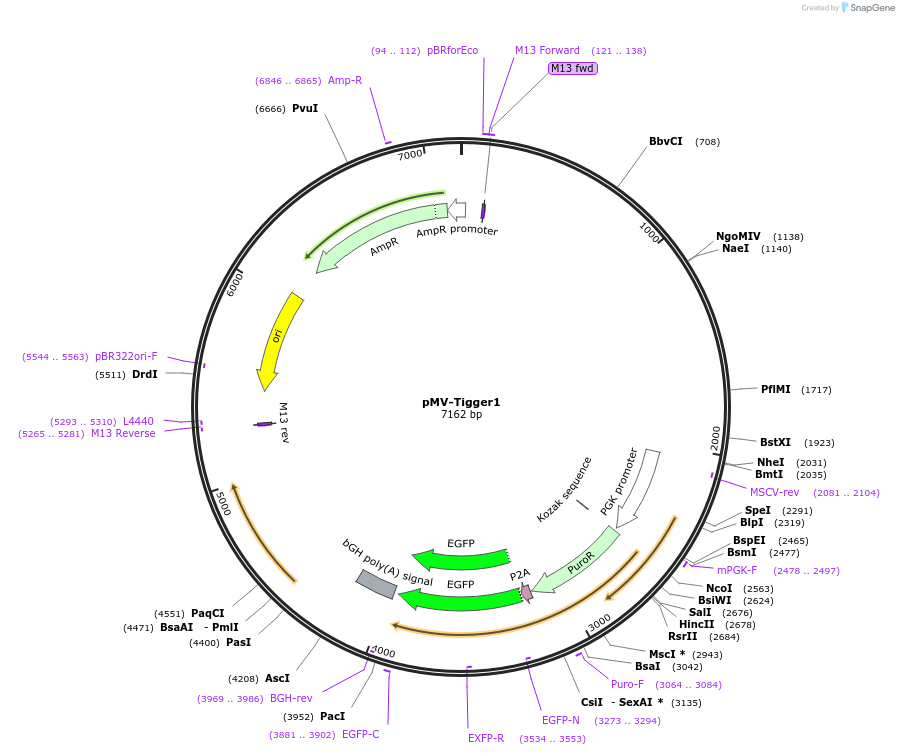 217247-plasmid-map-sequence-id-443567