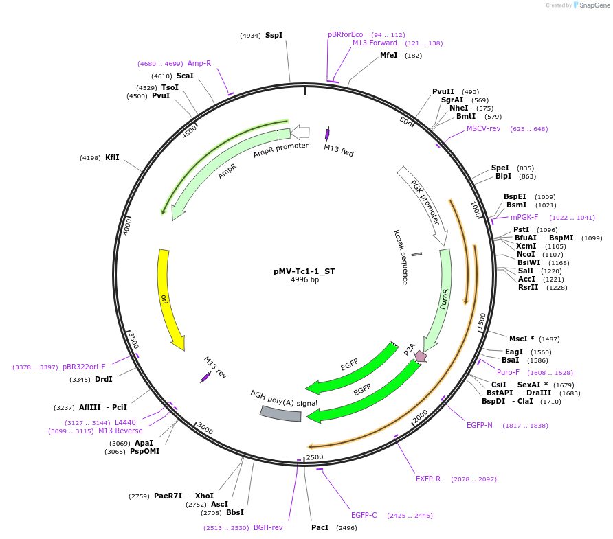 217288-plasmid-map-sequence-id-443568