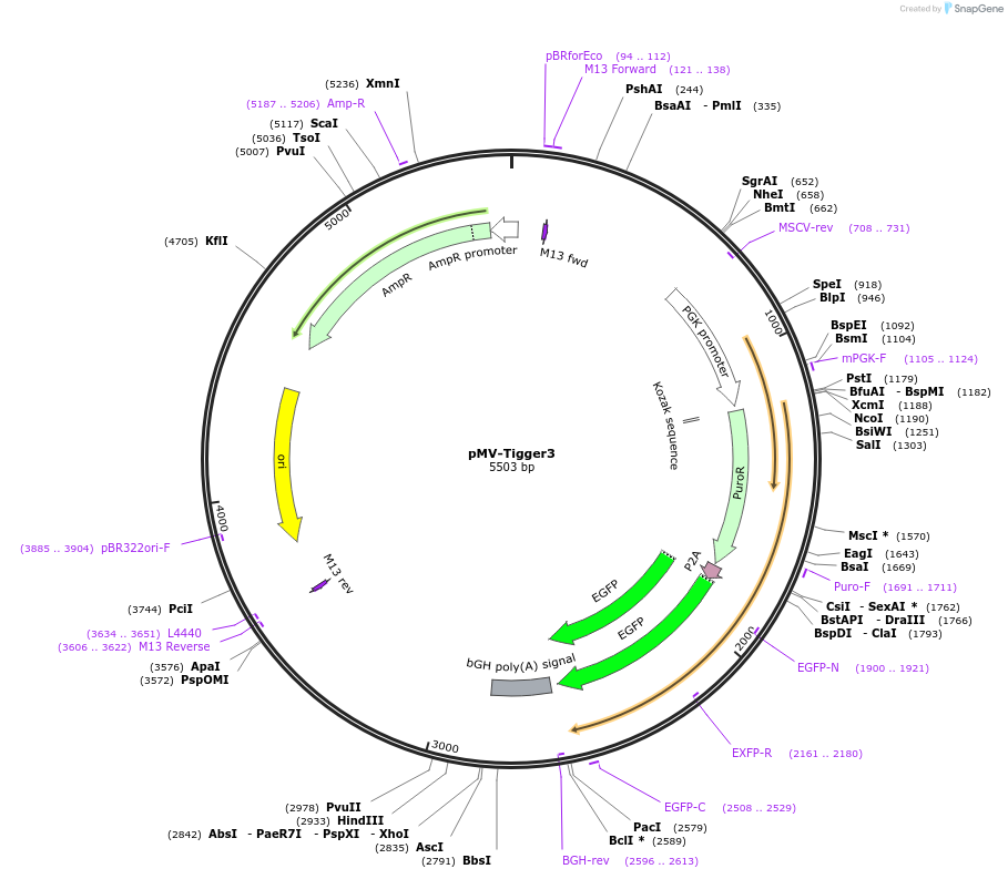 217258-plasmid-map-sequence-id-443569