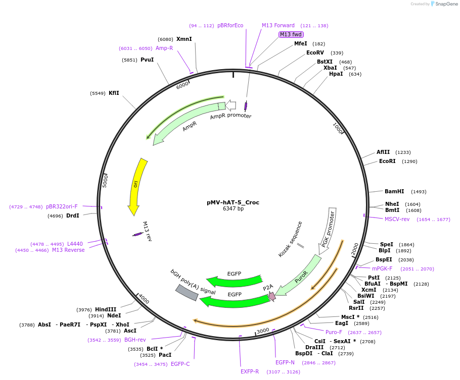 217242-plasmid-map-sequence-id-443570