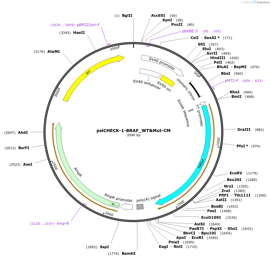 215920-plasmid-map-sequence-id-443574