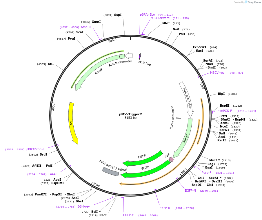 217266-plasmid-map-sequence-id-443575