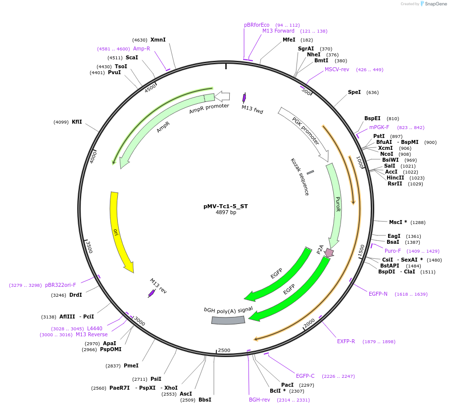 217292-plasmid-map-sequence-id-443577